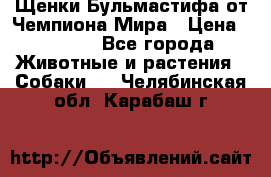 Щенки Бульмастифа от Чемпиона Мира › Цена ­ 1 000 - Все города Животные и растения » Собаки   . Челябинская обл.,Карабаш г.